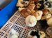 Week old pure breed chicks