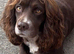 Cocker spaniel puppies