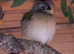 Gouldian and Parrot Finches for sale