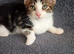 Tuxedo x tabby kittens