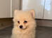 Pomeranian puppies