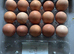 Rhode Island and warren laying hens