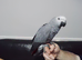 Beautiful Baby African Grey, ready now..