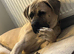 Loving Home Needed for Cash
