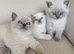 CHAMPION BLOODLINE PEDIGREE SHORTHAIR KITTENS