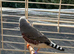 Zabra finch