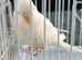 Baby budgie