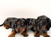 Miniature Dachshund Puppies, KC reg