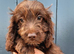 Chocolate with white F1 cockapoo puppy