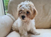 Puppies for sale