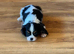 Cavalier, King Charles puppies
