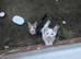 3 kittens for sale 2 girls one boy