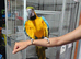 Blue gold macaws hand reared