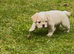 Price reduced KC Fluffy French Bulldog Puppies