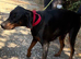 Beautiful Doberman Lady Seeks New Special Human