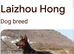Chinese red dog for sale