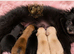 KC DNA SHORT MUZZLE MINIATURE POMERANIAN PUPPIES