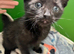 Kitten