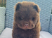 Last teddy bear puppy chow chow