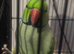 Green and Blue ring neck parrot for sale