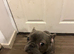 Female 1 year old French bulldog