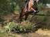 All rounder - hunter / jumper