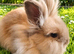 Beautiful Female Double-Maned Lionhead Rabbit - 5 Months Old