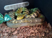 CBB24 Female King rat snake
