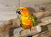Sun conures available untamed babies around 5 6 months old,11