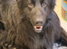 KC Reg show line long haired German Shepherds