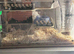 Two boys living separately both with own acrylic cages 5 months old
