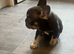 FRENCH BULLDOG PUPPIES ️