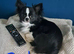 Long coat chihuahua pups Ready 9th July
