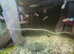 Endler Livebearers Males and females available