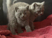 Gccf Blue and lilac British shorthair kittens