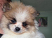Pomeranian Puppies