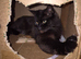 Maine coon kittens last 1