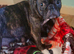 French Bulldog x puppies for sale