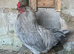 Lavender Araucana Trio