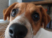 Jack russel pups 2 boys 2 girls