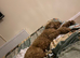 Poochon Male 4Years Old