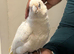 Beared eyed cockatoo