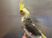 Hand reared baby cockatiel available