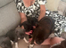 Staffordshire puppies for sale