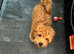 Maltipoo for sale 6 months old