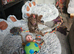 Kennel club registered toy poodle stud (not for sale)