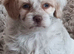 Maltipoo Puppies