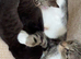 cross bengals ready for forever homes