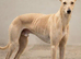 Saluki x whippet x greyhound puppies
