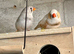 Lovely pretty pair of zebra finches